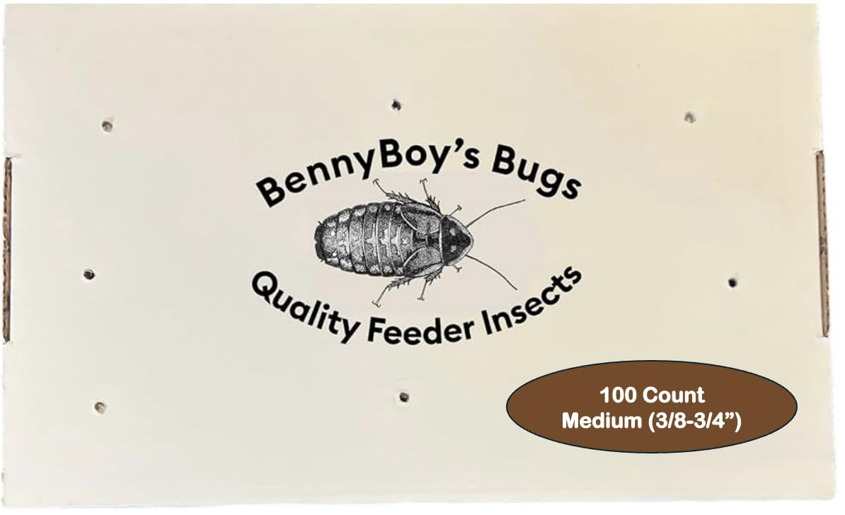 100 Medium Dubia Roaches (3/8”–3/4”) – Live Feeder Insects for Bearded Dragons, Reptiles & Amphibians – Gut Loaded