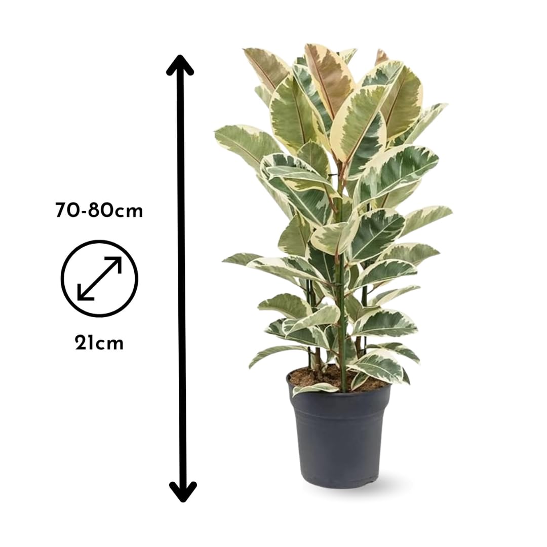 Attitude Jardin – Ficus Elastica – 70-80 cm – ⌀ 24 cm – Zimmerpflanze