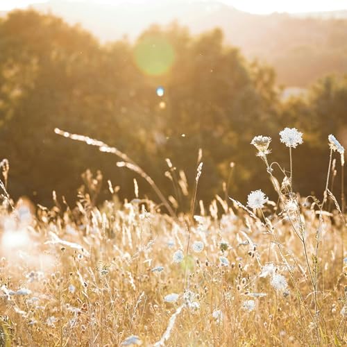Calming Meadow: 8-Hour Serenade for Relaxation and Tranquility