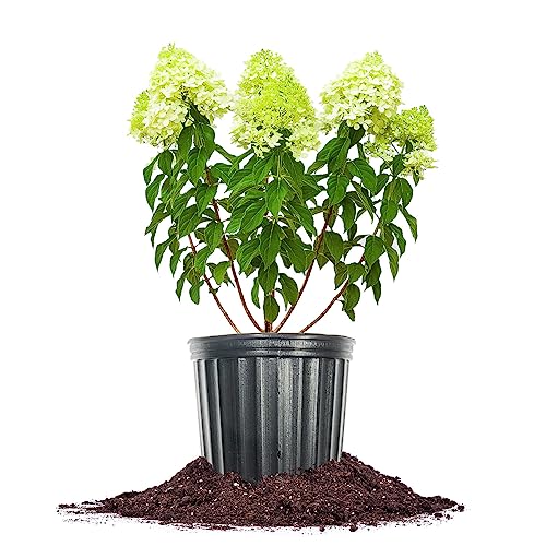 Perfect Plants Limelight Hydrangea Shrub 1 Gallon | Live Shrubs for Outdoor Planting | Plant in Shade or Sun for Cone Shaped Flowers | Lime Green & White Blooms Fade to Pink in Fall