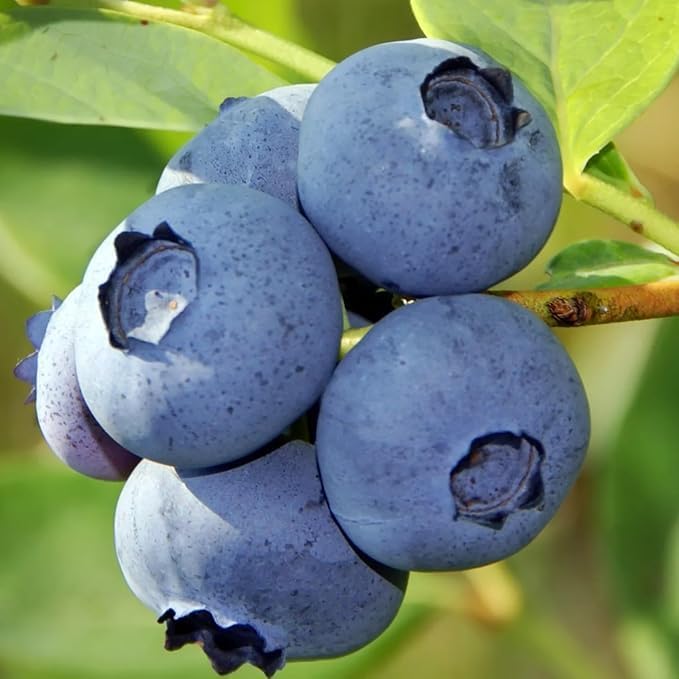 Image of Live Rare Imported Live Blueberry Fruit Plant without Pot - Sweet & Juicy Blueberry Bush for Home Garden, Balcony, and Terrace Garden Plant