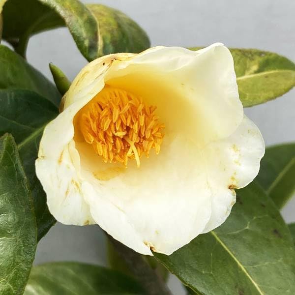 現ツバキ 初黄(ショコウ)樹高1.3m(根鉢含まず)04椿/苗木/植木/