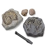Discovery #MINDBLOWN Mini Fossil Dig Set, 2 Pack Excavation Kit, Interactive Archaeology...