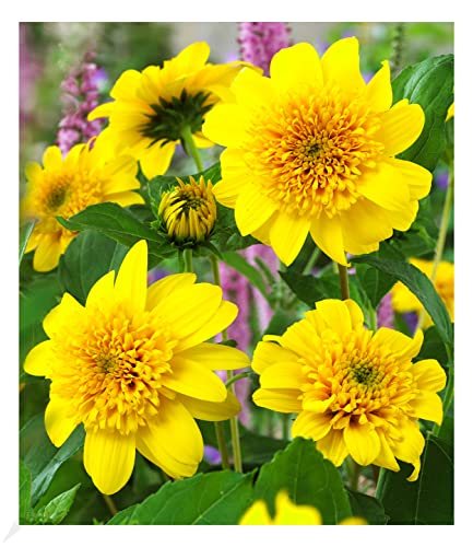 BALDUR Garten 1x Winterharte gefüllte Sonnenblume Happy Days, Pflanze im 9x9 cm-Topf, winterharte Staude, mehrjährig, für Standort in der Sonne geeignet, blühend, Helianthus decapetalus