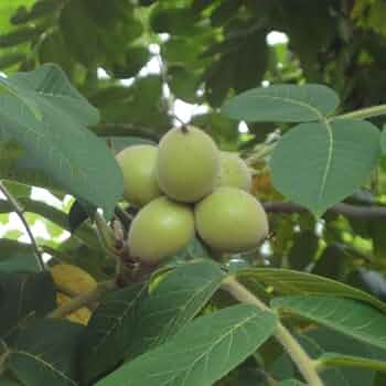 菓子胡桃（カシクルミ）盆栽 SG001 盆栽創 / 菓子胡桃（カシクルミ）盆栽 SG001