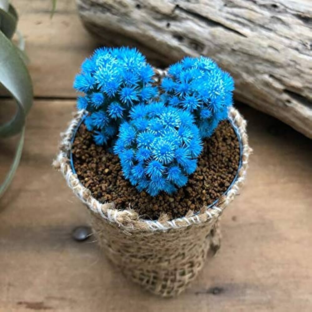 Amazon.co.jp: 明日香姫 水色 サボテン 3株セット多肉植物