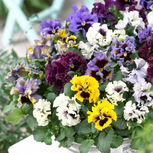 Pansy Frizzle Sizzle Mixed Colours Garden Ready Plants 12 x Garden Ready Plants - Vibrant Winter & Spring Blooms for Beds & Containers Thompson & Morgan