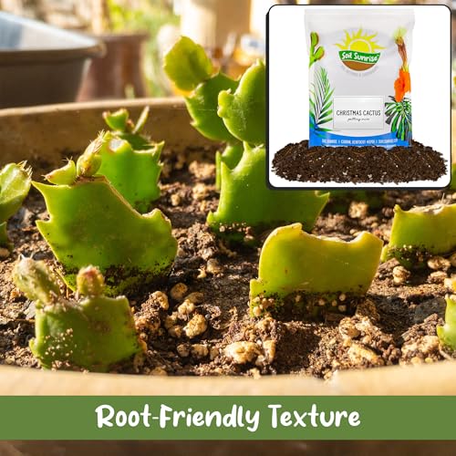 Soil Sunrise Christmas Cactus Potting Soil Mix (8 Quarts) Custom Blend for Xmas, Easter, and Thanksgiving Cactus Tropical Indoor Houseplants - Image 5