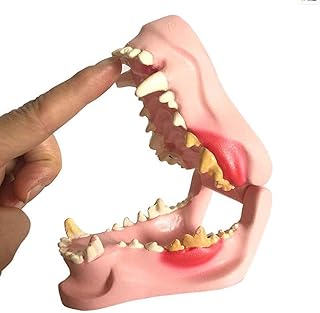 Canine Dog Jaw Anatomical Model Anatomy Veterinary Animal Skeleton Decomposition Specimen Professional Dental Medical Teaching,Dog Tooth Model