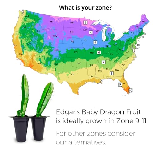 Dragon Fruit Edgar's Baby (4 Pack) | Real Live Fruit Plants for Sale | Rare Exotic Variety | Sweet Edible Fruit | Easy to Grow Live Plants for Organic Gardens. (Edgar's Baby) - Image 4