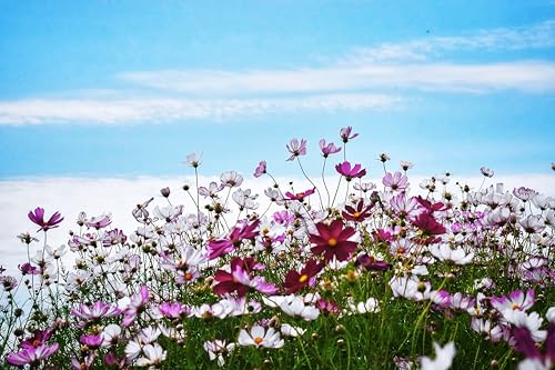 Image of Hybrid Cosmos Flower Seeds All Colours for Home Gardening(Set of 50 Seed)