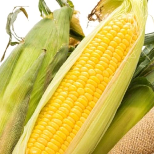 北海道 とうもろこし 恵味ゴールド 約10kg 22本入り 2026年8月中旬〜末頃お届けトウモロコシ コーン 甘い 産地直送 BBQ とうきび 国産 人気 バーベキュー お取り寄せ 北海道産 洞爺湖町