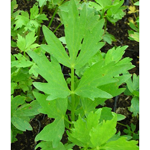 Blumixx Stauden Levisticum officinale - Liebstöckel, im 0,5 Liter Topf, gelbgrün blühend