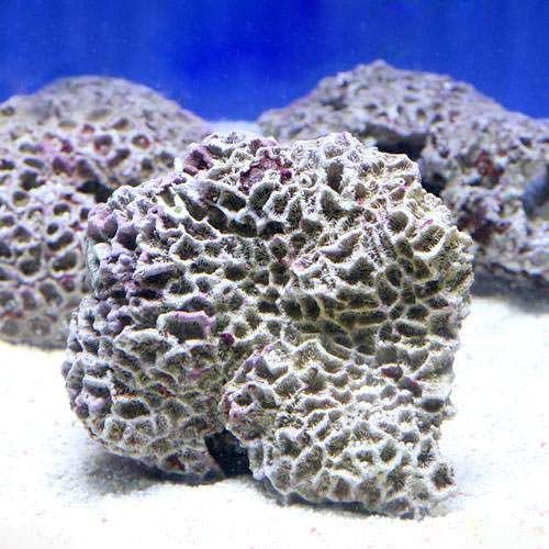 Amazon | （海水魚）Bグレードライブロック Sサイズ（1個）（形状お