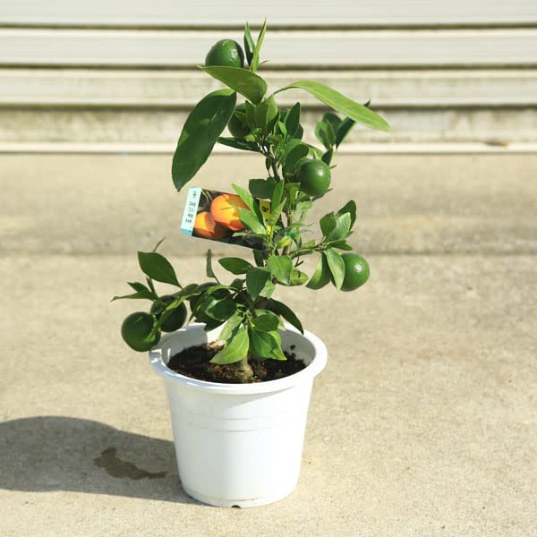 Amazon.co.jp: 庭木 植木 果樹：宮川早生ミカン*（早生みかん）蜜柑 苗