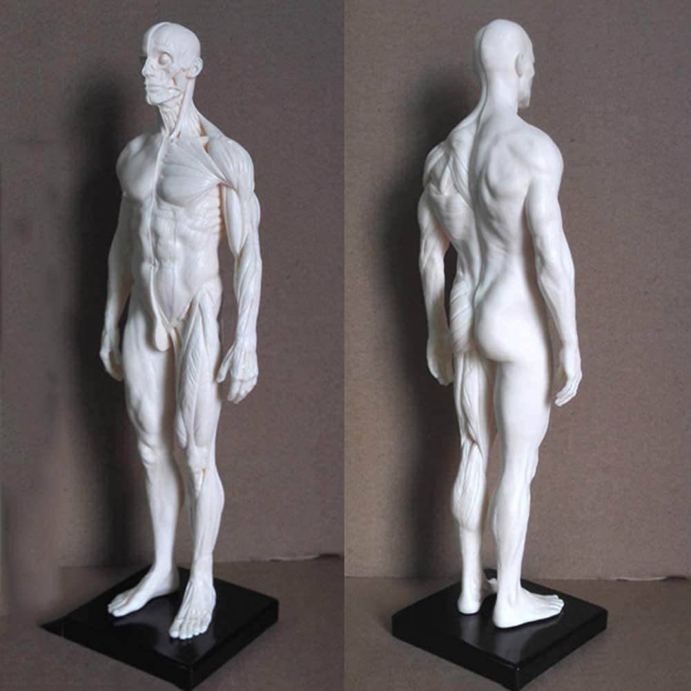 Modèle D'Enseignement, Modèle De Peinture Anatomique De Squelette Humain De 30 Cm, Anatomie, Sculpture Anatomique De Crâne, Tête, Corps, Muscle, Dessin d'artiste