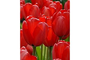 Fall Planting Red Impression Darwin Tulip Bulbs for a Spectacular Spring Bloom