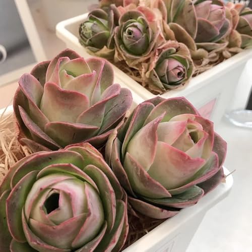 SukkulentenSamen, balkongewächshäuser exotische geschenke für gartenliebhaber alte sorten wohnzimmer deko nachhaltige produkte zimmerpflanzen 500pcs
