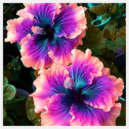 Hibiscus Pflanzen zwiebeln,Winterharte Pflanzen,Mysteriöse magische...