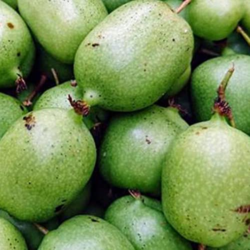 Fruit Seeds For Planting Hardy Kiwi Vine Seeds 10 Pcs Non-Gmo Organic Delicious Actinidia Arguta Southern Mini Kiwi Berry Seed Easy Grow Nutritious Fruits Seeds #TOP1