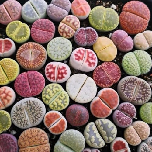 Micro Landscape Design Lithops Seed Mix Freshly Harvest Pack of