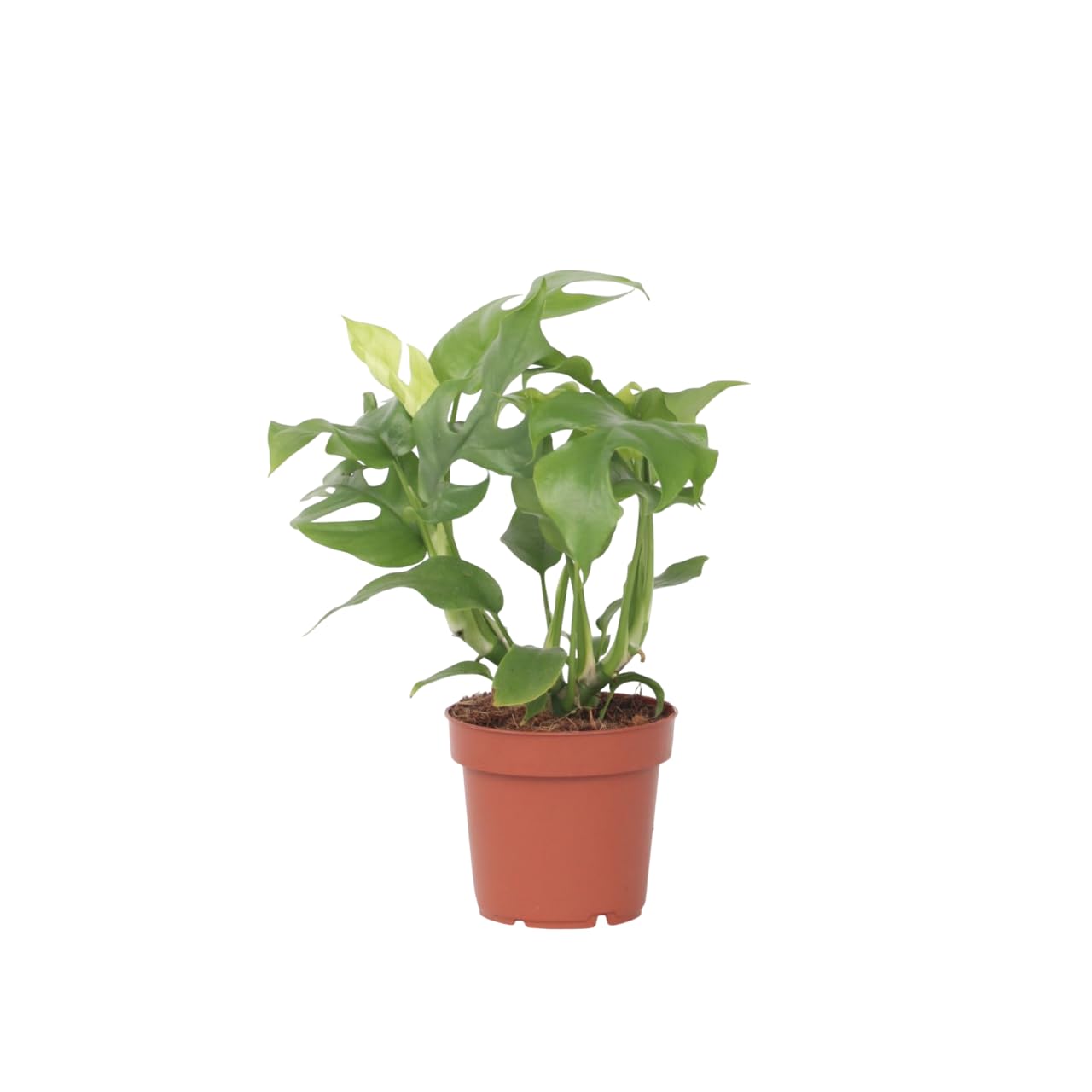 Plant in a Box - Rhaphidophora Tetrasperma - Monstera 'Minima' - Mini- Monstera - Topf 12cm - Hhe 20-30cm : Amazon.de: Garten
