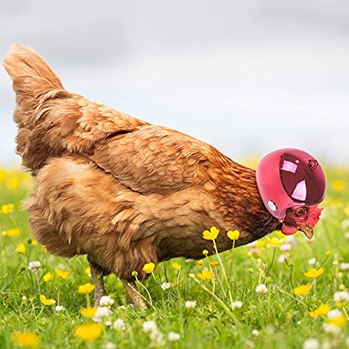 Hühnerhelm 3 Stück Kunststoff Hühnerhelm Kopfbedeckung Entzückender Helm Für Huhn Ente Vogel Und Anderes Geflüge Kopfschutz 3 Farben 4 x 4.5cm