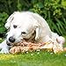 Schecker Hundeknochen - Dino Knochen vom Rind - naturbelassen - riesig - Bullen Oberschenkelknochen - 1 Stück - Gewicht von bis zu 2 kg