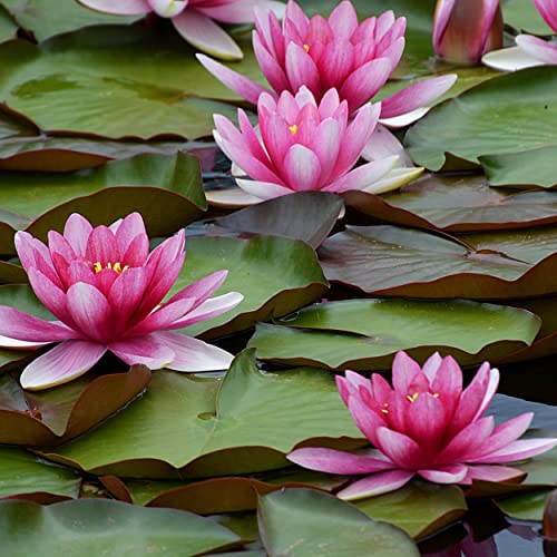 Amazon Best Sellers Best Outdoor Aquatic Plants