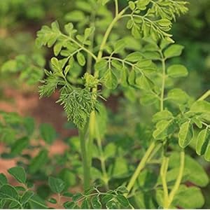 20 Stuks Moringa Zaden Groenblijvende Bomen Hebben Economische Waarde En Sierwaarde Meerjarige Verse Zaden Voor…