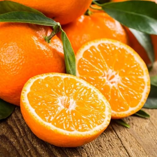 15+ Washington Navel Orange Seeds Non-GMO Delicious Juicy Sweet Fragrant and Seedless Fruits Citrus Sinensis Indoors or Outdoors