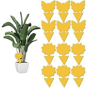 12 pack Sticky Fruit Fly and Fungus Gnat Trap Yellow Sticky Fly Traps Insect Killer for Houseplant indoor and outdoor…