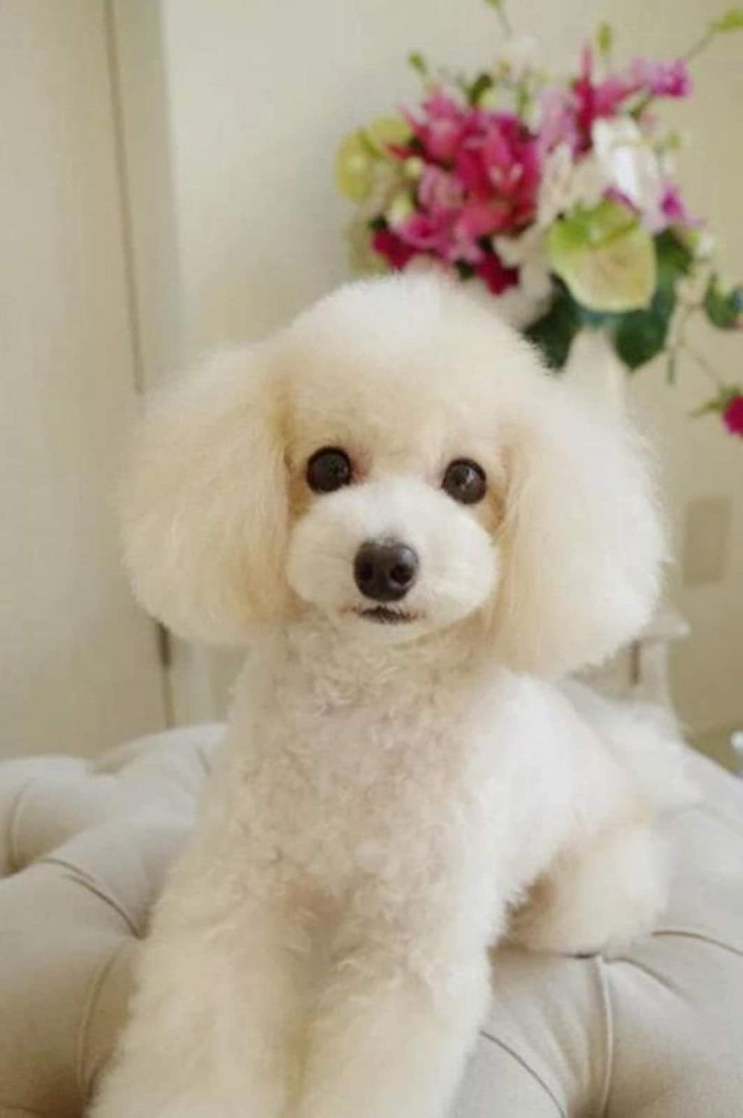 Nprzm H123 Diamond Embroidery 5D Diamonds Painting Full Kit Cute White Poodle Diamond Painting Kits For Adults Rhinestone, Diamond Arts Craft For Home Wall Decor 30X40cm