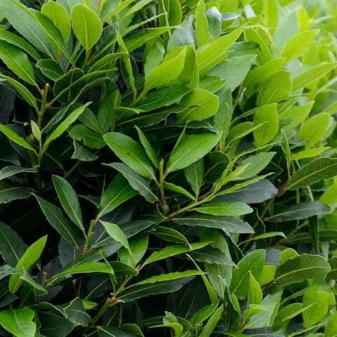 Amazon 月桂樹 苗 月桂樹 げっけいじゅ 約1 3m 根巻き大苗 植木 Amazon 月桂樹 苗 月桂樹 げっけいじゅ 約1 3m 根巻き大苗 植木