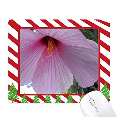 sN̉Ԃ̕iʐ^ SNX}XLfB}EXpbh