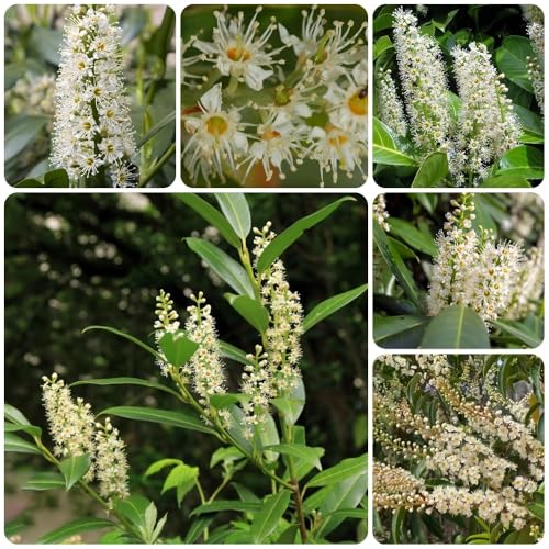 Semillas de laurel cerezo, Prunus laurocerasus, de jardín de rocas resistentes perennes 200pcs