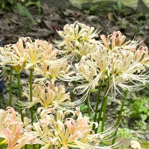 bulbos de lirio araña, bulbos de sangre, exterior Decoración jardín para exterioresraras resistentes al aire libre cobertura del suelo 2pcs