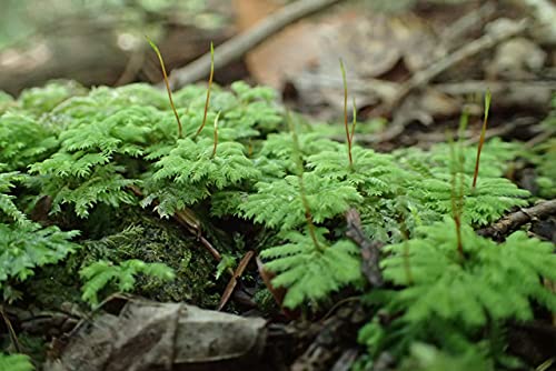 鬼若丸様専用 ホソウリゴケ 地衣類 孔雀苔 鬼若丸様専用 ホソウリゴケ 地衣類 孔雀苔