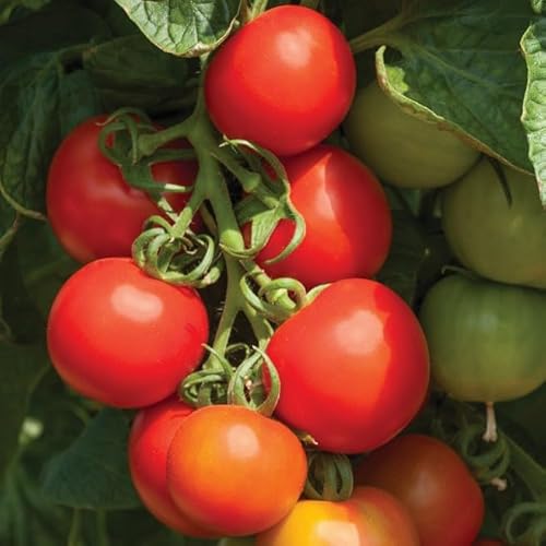 PREMIER SEEDS DIRECT - Tomato Seeds - Cocktail Crush F1-10 Seeds
