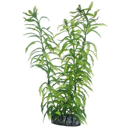 Preisvergleich Produktbild Heteranthera, 25 cm