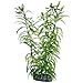 Produktbild Heteranthera, 25 cm,