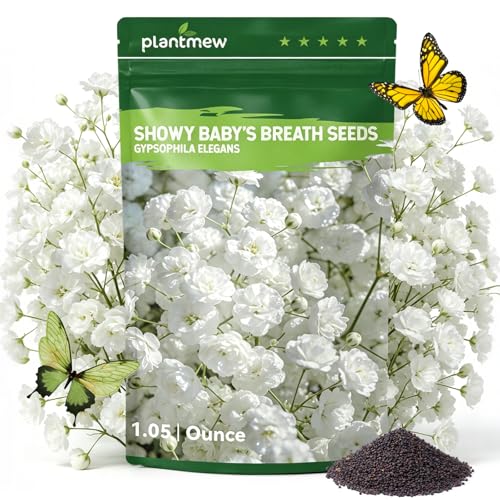 20 000+ Babys Breath Seeds for Planting Showy Babys Breath Flower Seeds Quick Blooming White Flowers for Bouquets Borders & Wildflower Gardens