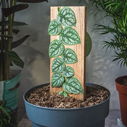 Monstera Dubia Shingle Plant - Live Plant in a 4 Inch Pot - Monstera Dubia - Extremely Rare and Beautiful Vining Indoor Houseplant - Air Purifying Monstera Dubia Shingle Plant - Live Plant in a 4 Inch Pot - Monstera Dubia - Extremely Rare and Beautiful Vining Indoor Houseplant - Air Purifying