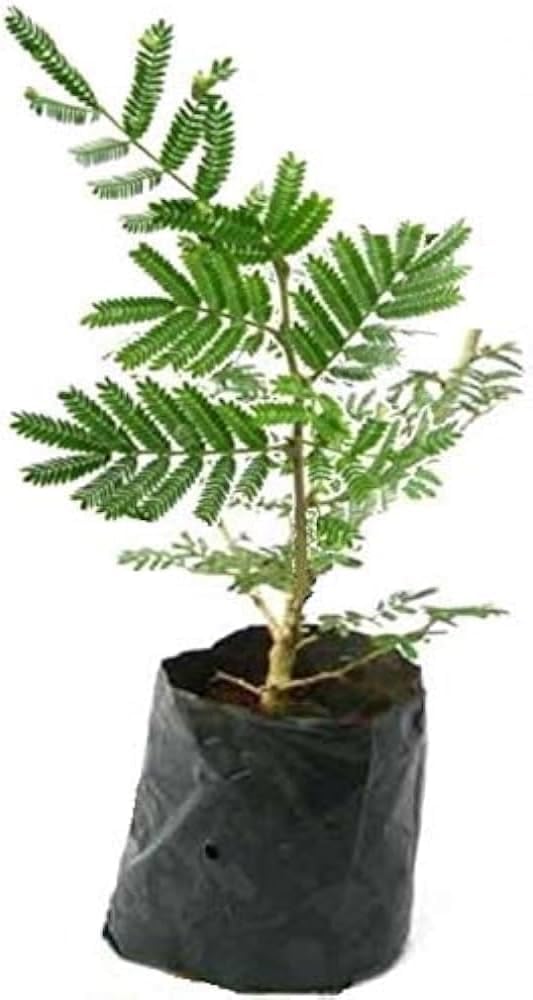 INGLIS PLANTOPIA Original Live Shami plant for indoor and outdoor medicinal plant shami plant With plastic pot