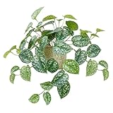 Decorate your home for spring with this Scindapsus, better known as the silver or satin pothos, in a sculpted ceramic pot. You can display it in a windowsill, on a tabletop or shelf to add a fresh green accent to your living space. Green. 13” x 13” x...
