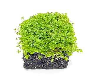 置くだけ簡単　キューバパールグラス　マットタイプ　4cm✖️4cm 無農薬 置くだけ簡単 キューバパールグラス マットタイプ 4cm✖️4cm 無