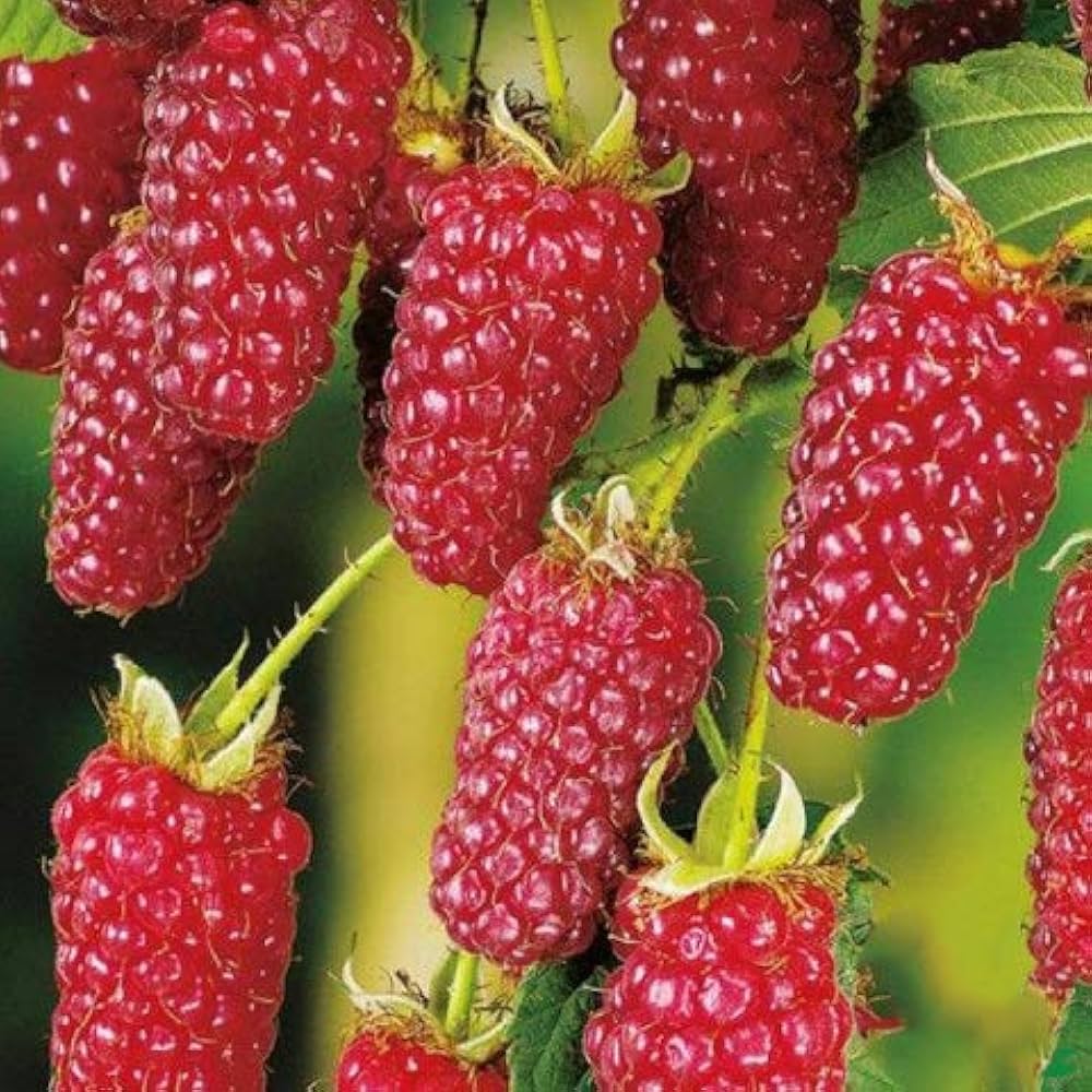 トゥラミーン ラズベリー 大苗 No.7 hiroki トゥラミーン ラズベリー