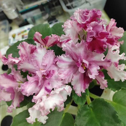 semi di violetta africana, rare autunnali resistenti semi selvatici decorazione del soggiorno e perenni vecchie varietà 200pcs