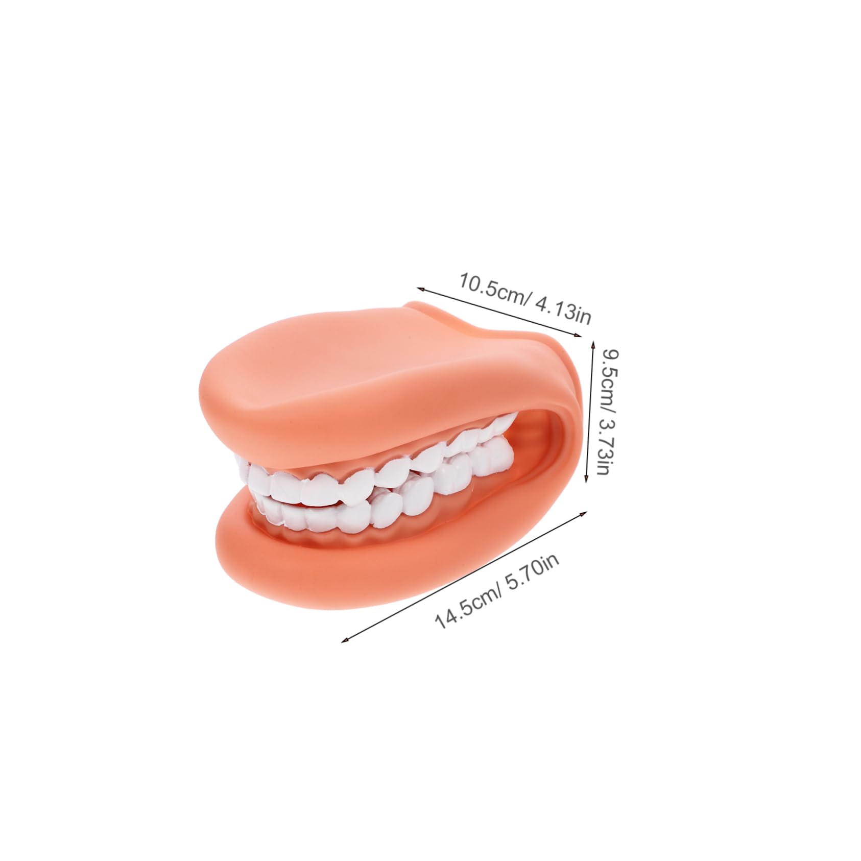 PRETYZOOM Teeth Model for Brushing Teaching Teaching Model Portable Realistic PVC
