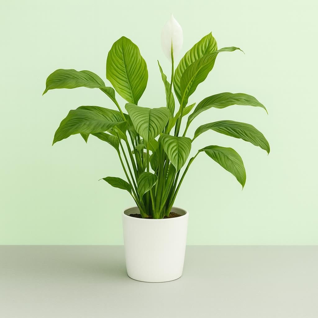Air Purifier|Hybried|Healthy| Peace Lily Plant Spathiphyllum Air Purifying Live Indoor Plant with Flower Pot(pack of 1) A_5-image-20